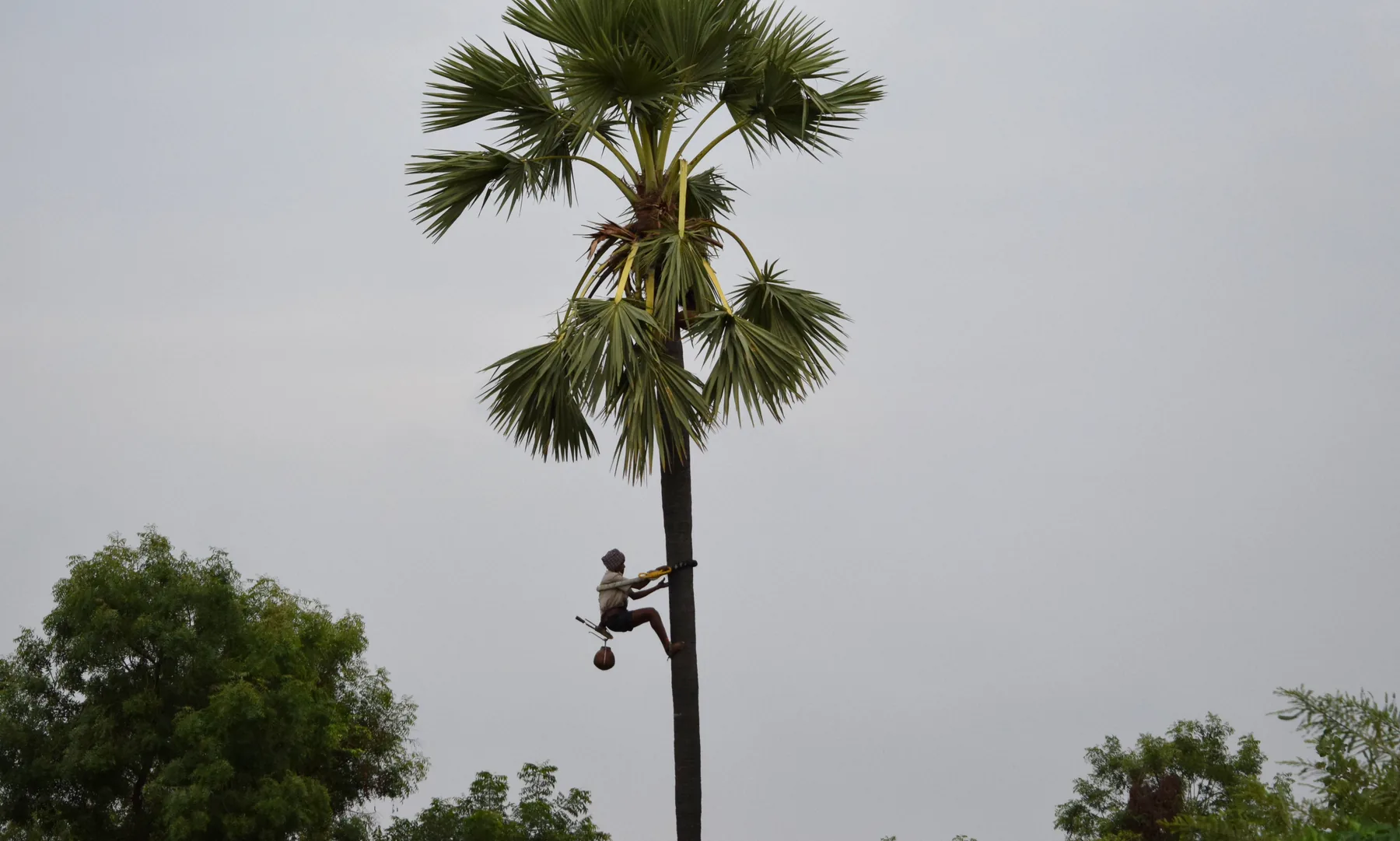 A toddy tapper climbing a tall palmyra palm to harvest sap, silhouetted against an overcast sky.